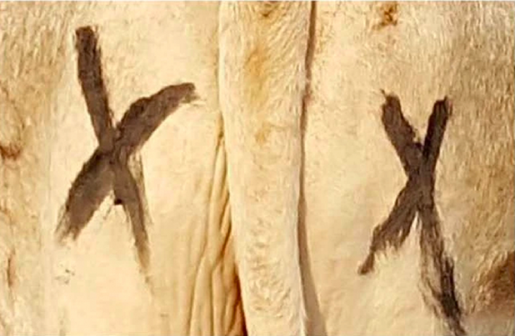 Another third were painted with cross-marks