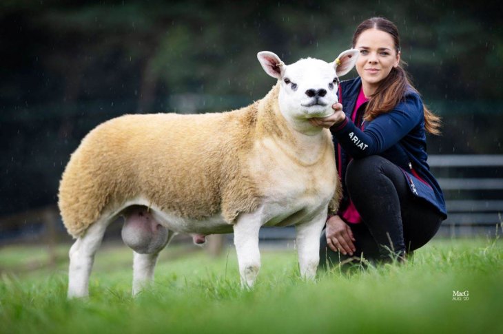 Double Diamond has become the most expensive sheep in the world