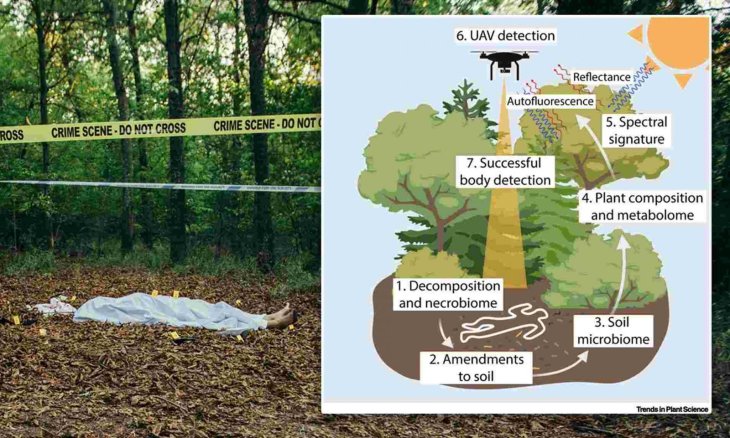 Researchers are working on a way to find dead bodies using vegetation