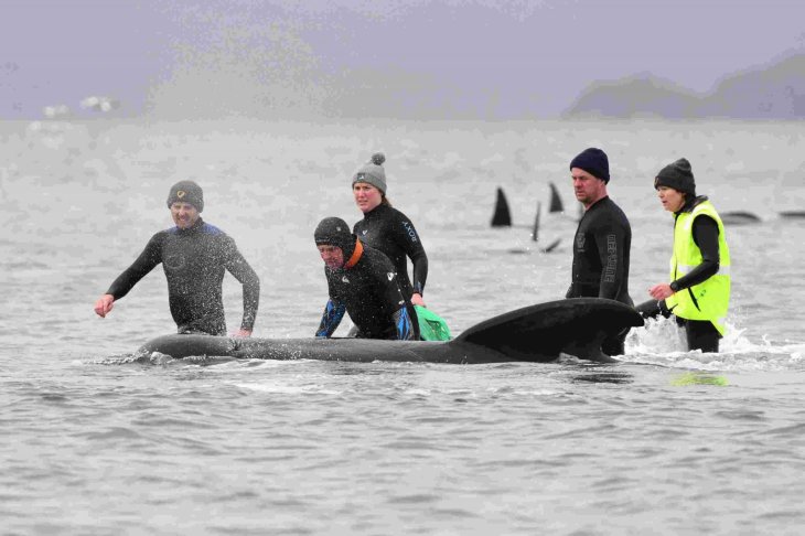 Scientists and volunteers are racing to rescue the whales