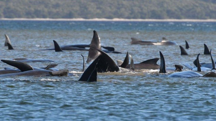 No one knows how so they ended up in the shallow water