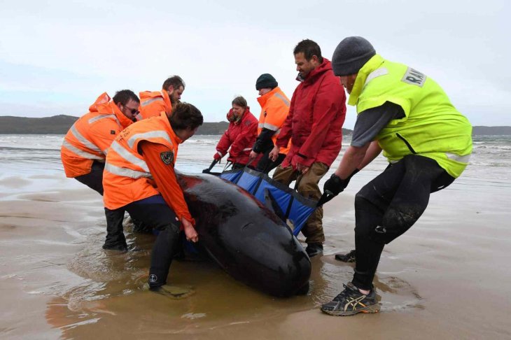 They put the whales on slings and drag them back to the open sea