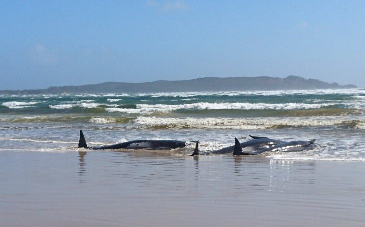 270 whales stranded on a beach in Australia