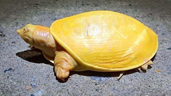 A golden flapshell turtle has been found in India,