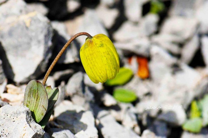 The original colors of Fritillaria delavayi