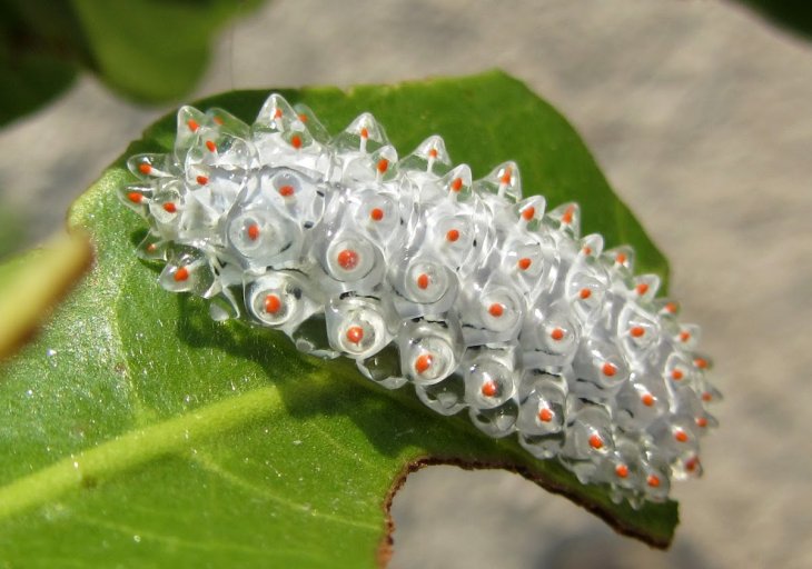How Long Is A Jewel Caterpillar