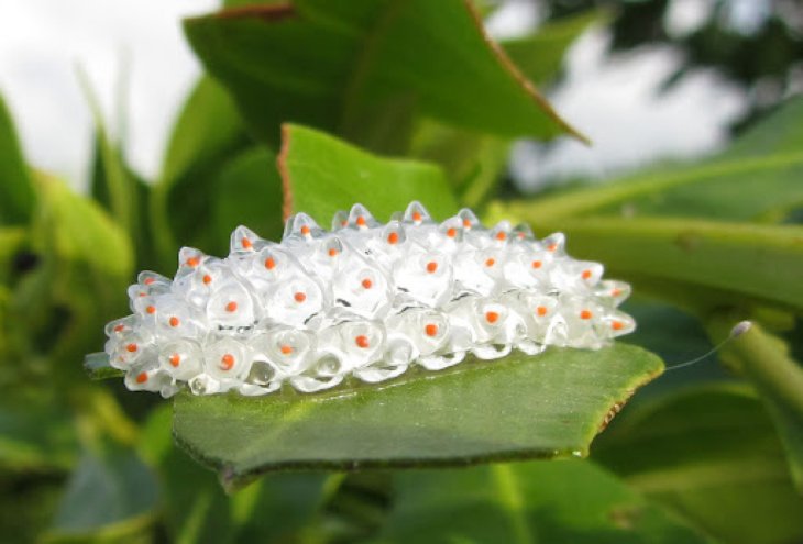 Jewel Caterpillar 2