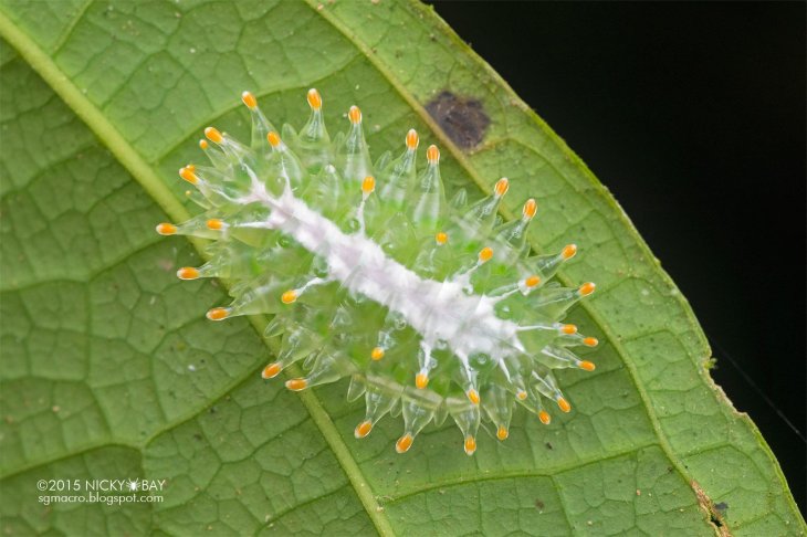 Jewel Caterpillar 3