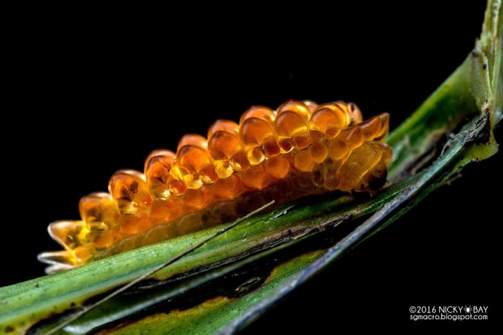 Jewel Caterpillar 4