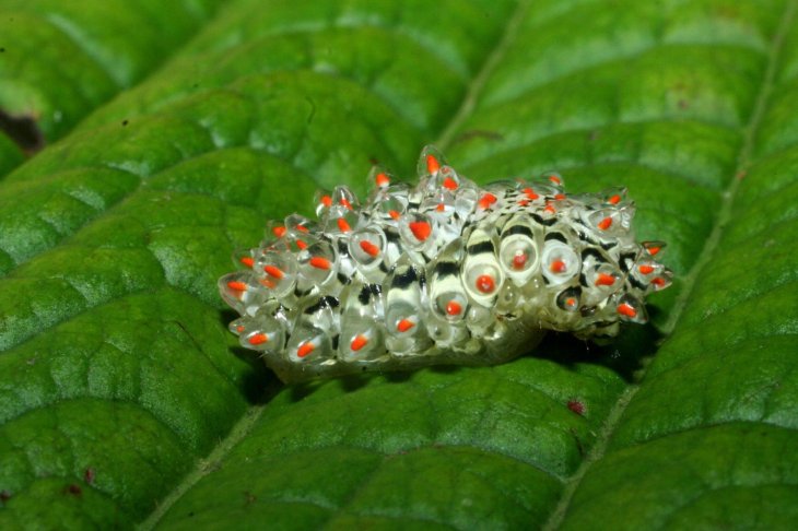 Jewel Caterpillar 5