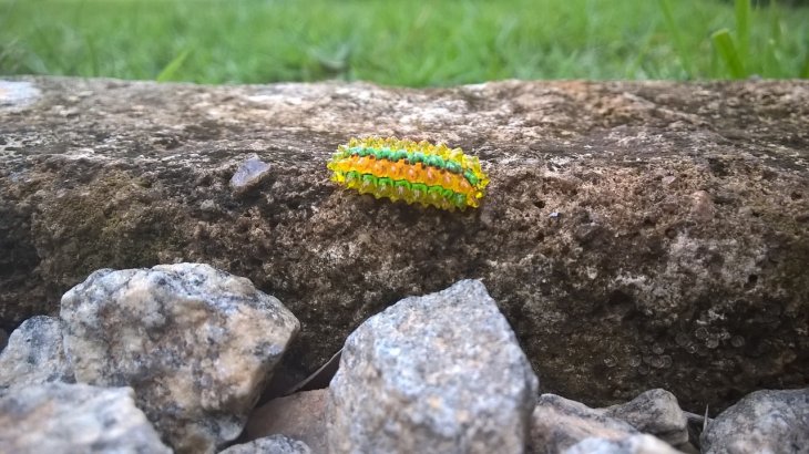Jewel Caterpillar