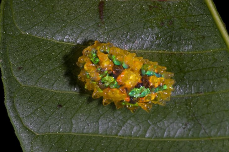 Jewel Caterpillar 6