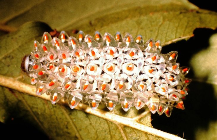 Jewel Caterpillar Cocoon