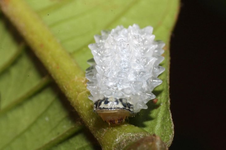 Jewel Caterpillar Gif