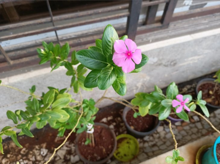 Oppo F17 Pro Review Camera Sample 1