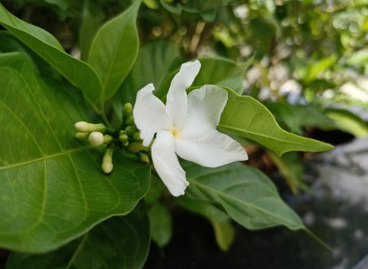 Realme 7 Specifications Camera Sample 1