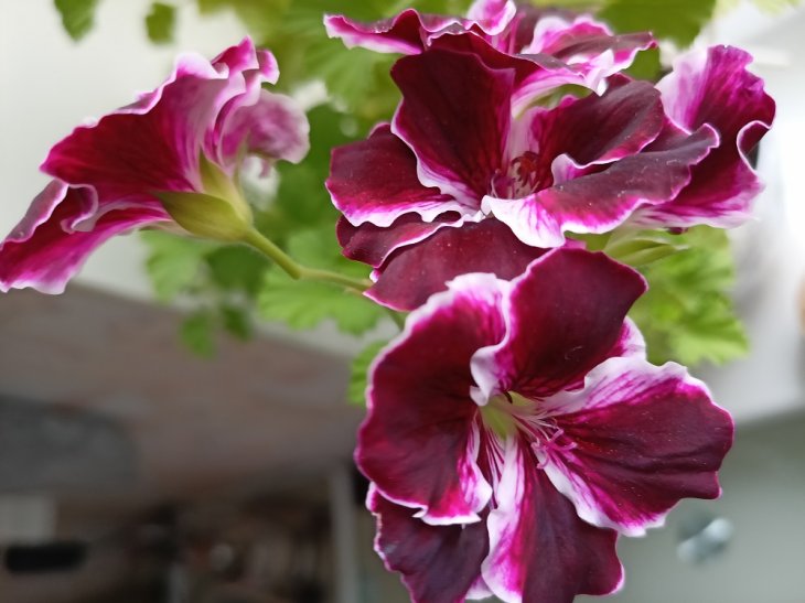 Realme 7 Specifications Camera Sample 4