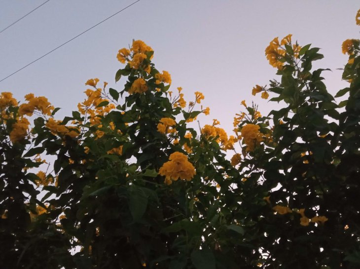 Redmi 9 Prime Camera Sample 6