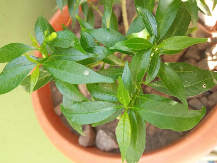 Redmi 9 Prime Camera Sample 7