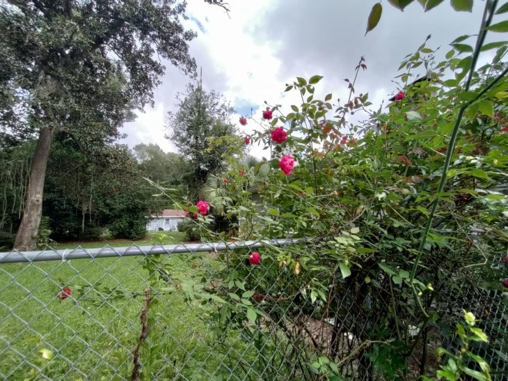 Oneplus Nord N10 5g Review Camera Sample 3