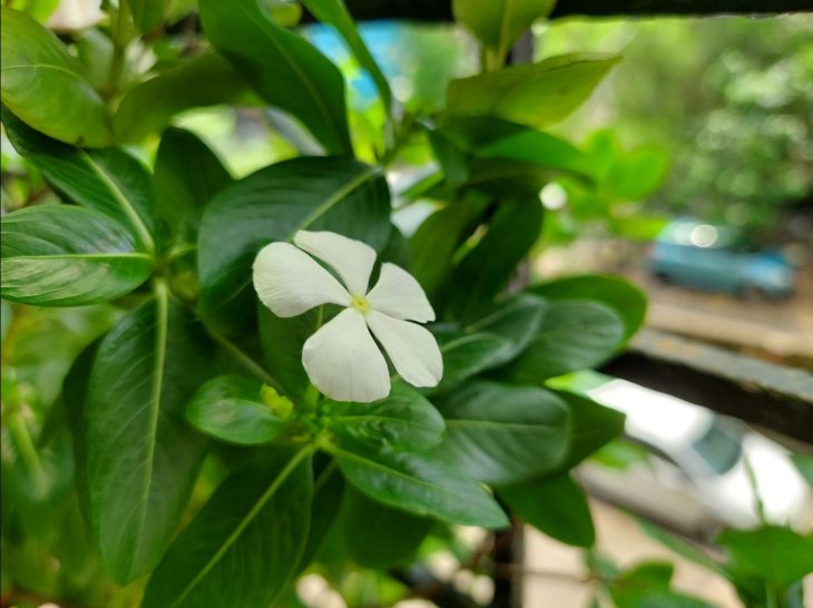 Samsung Galaxy M51 Camera Sample 3