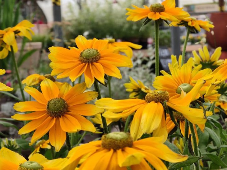 Xiaomi Mi 10 Ultra Camera Sample 3