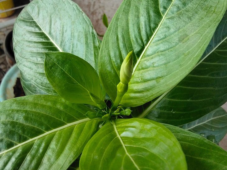 Vivo V20 Pro Camera Sample 1