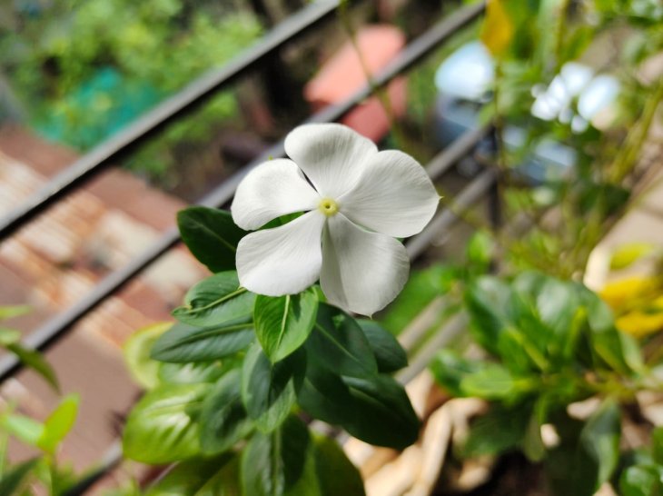 Vivo V20 Camera Sample 6