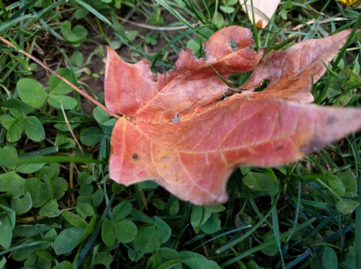 Nexus 6p Benchmarks Camera Sample 2