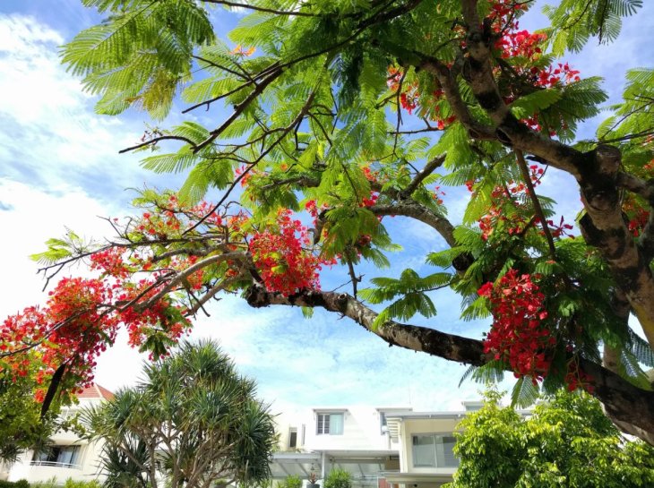 Nexus 6p Benchmarks Camera Sample 4