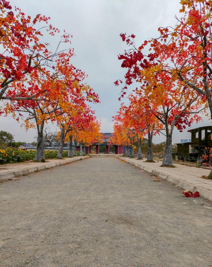 Oppo Reno5 4g Camera Sample 1