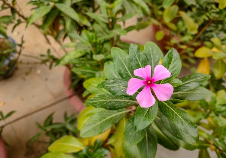 Oppo Reno5 4g Camera Sample 2