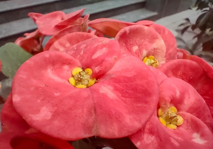 Oppo Reno5 4g Camera Sample 5