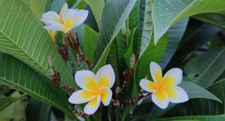 Oppo Find X2 Pro Camera Sample 4