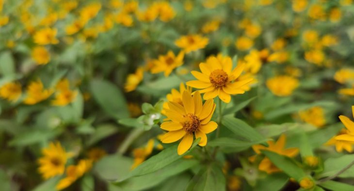 Oppo Find X2 Pro Camera Sample 5