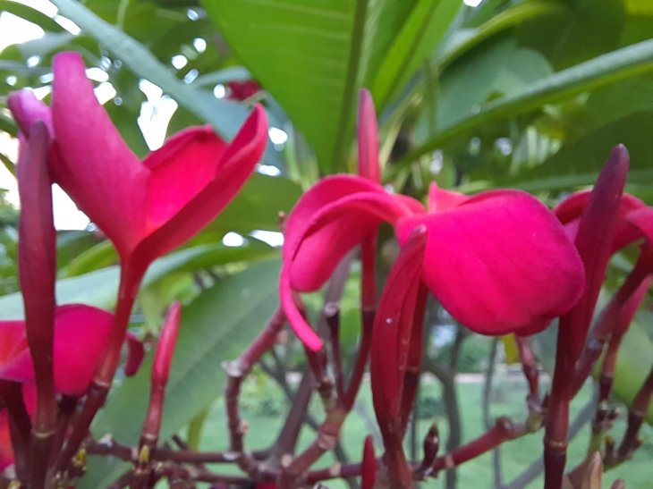 Samsung Galaxy M31s Camera Sample 3