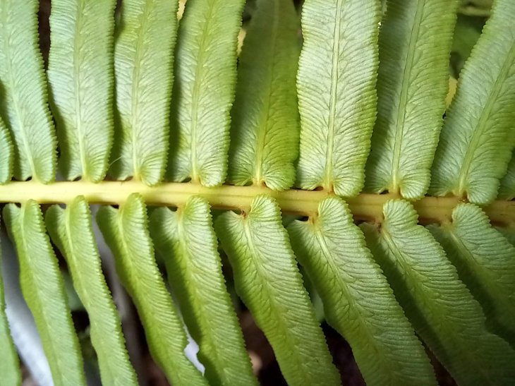 Samsung Galaxy A12 Camera Sample 2