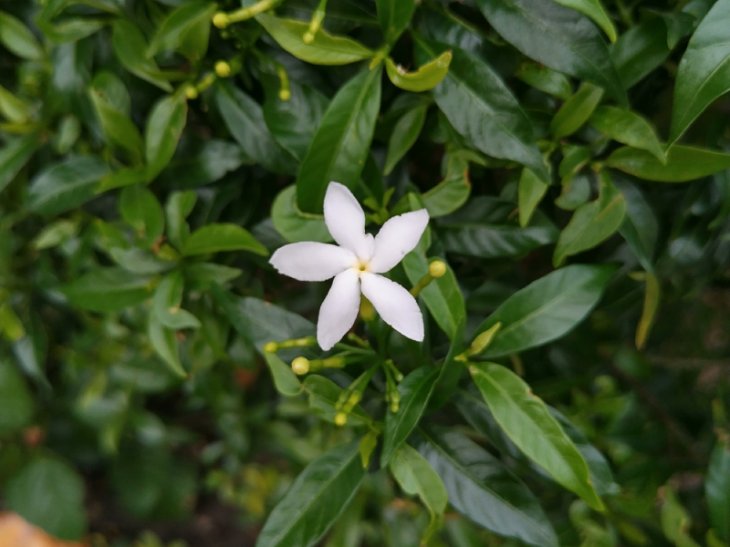 Nokia 5 4 Camera Sample 4