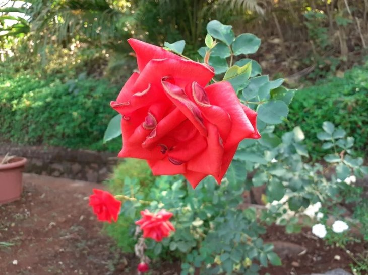 Samsung Galaxy M30 Camera Sample 1