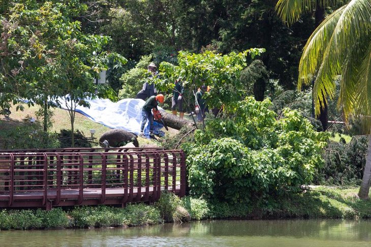 Woman Killed By Falling Tree While Wearing Noise Cancelling Earbuds