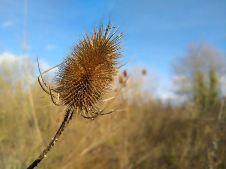 Oppo A5 2020 Camera Sample 2