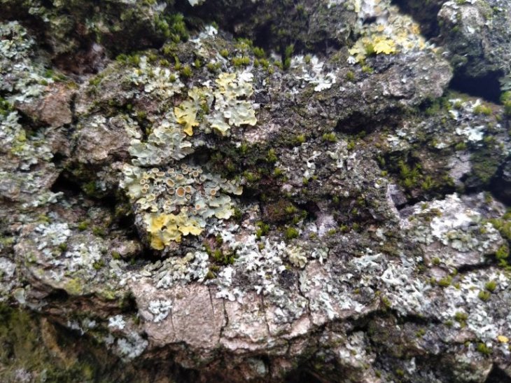 Oppo A5 2020 Camera Sample 3