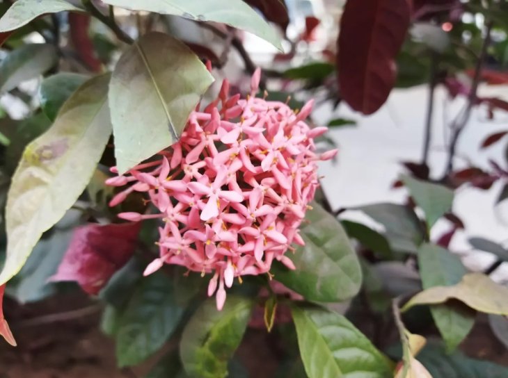 Poco M3 Camera Sample 1