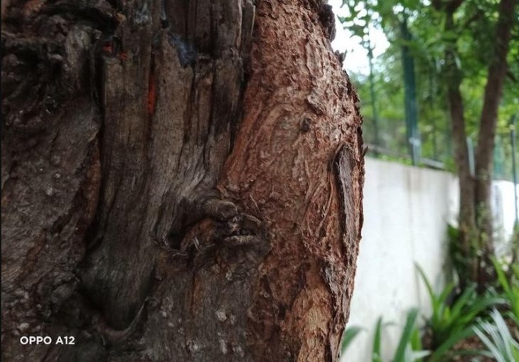 Oppo A12 Camera Sample 2