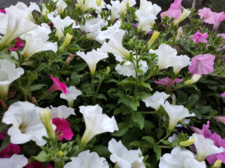 Oppo Reno3 Pro Camera Sample 3