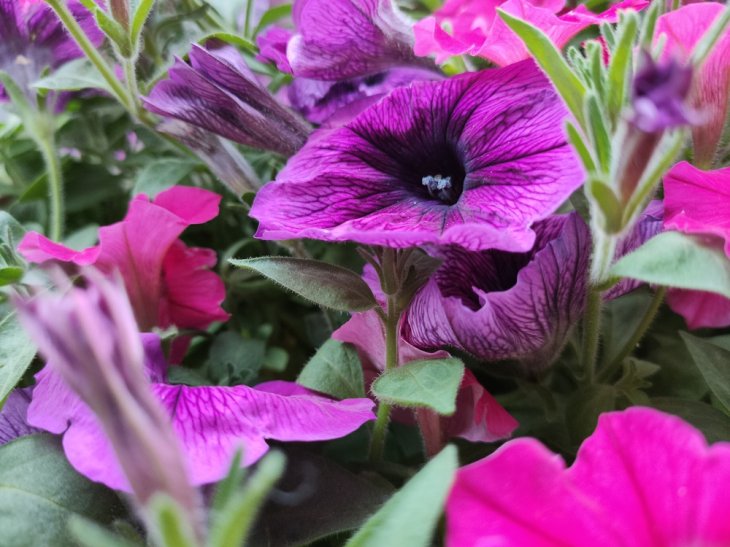 Oppo Reno3 Pro Camera Sample 4