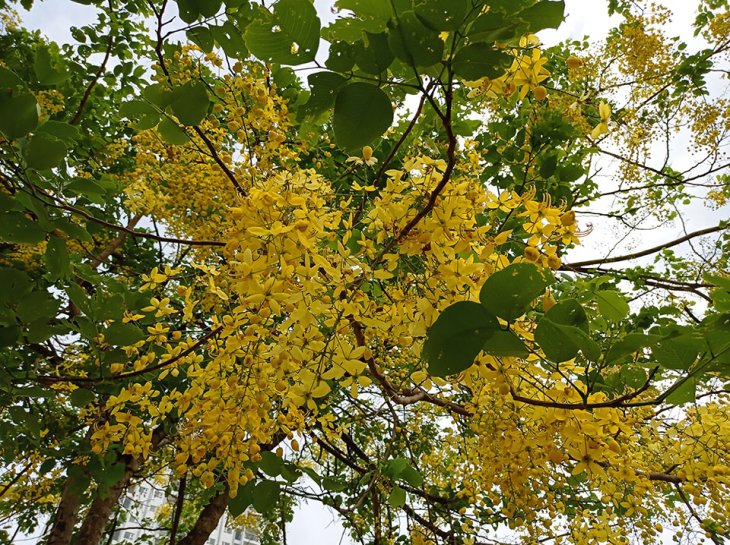 Redmi Note 9 Camera Sample 1